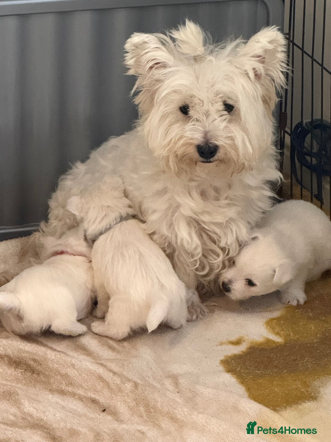 West Highland Terrier dogs for sale: KC West Highland Terrier - Image 13