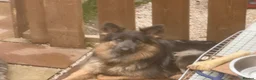German Shepherd dogs for sale: Straight backed, DM CLEAR. Isabella and solid blue - Advert 19
