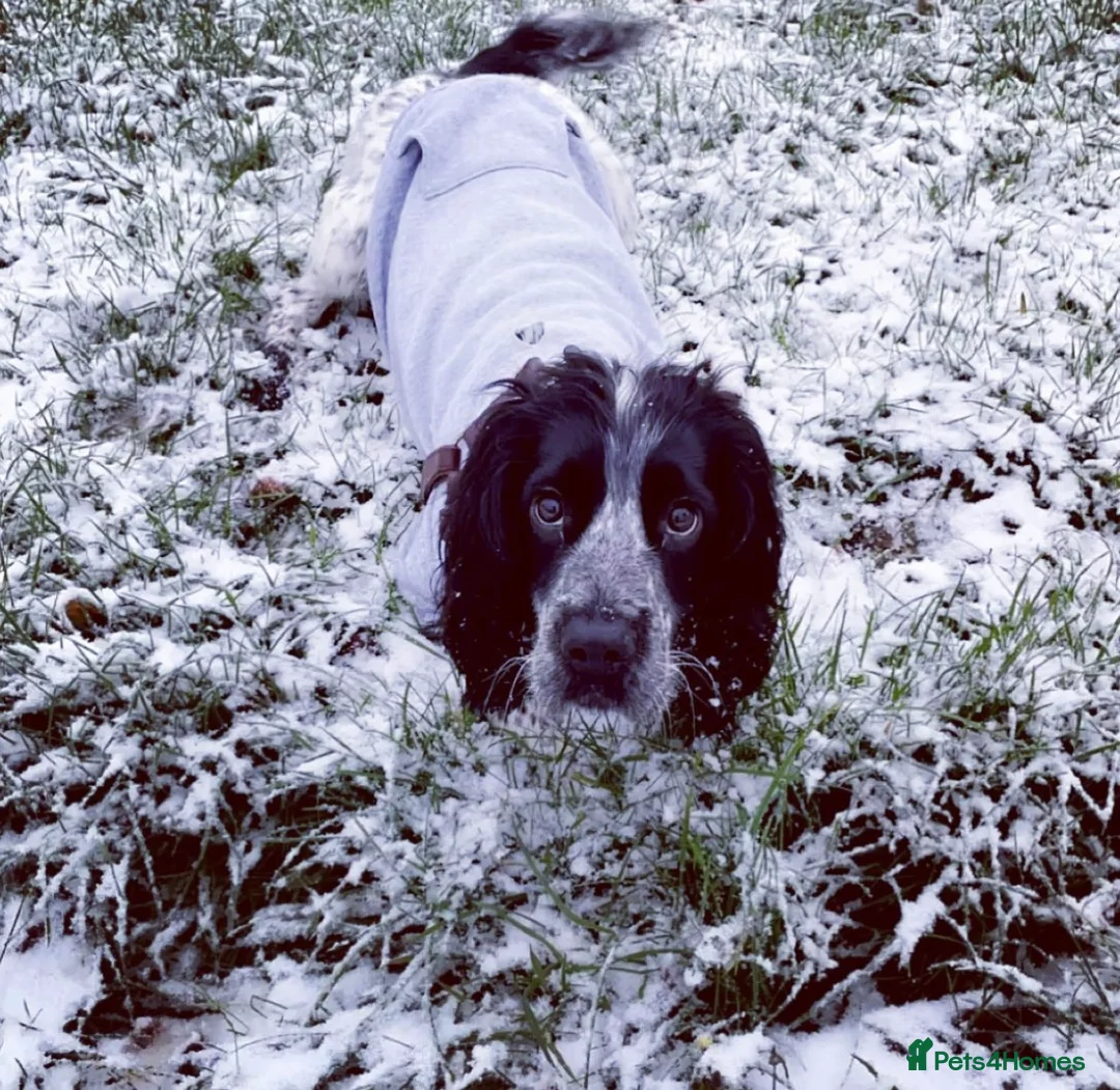 Sprocker dogs for stud: Twice proven handsome Sprocker available for stud in Mexborough - Advert 12