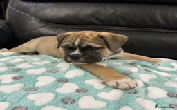 Old Tyme Bulldog dogs for sale: Old Tyme Bulldog puppies for sale - Image 16