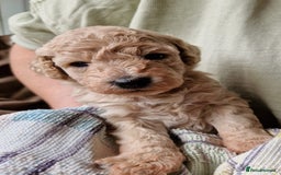 Cockapoo dogs for sale: Beautiful Cockerpoo puppies  - Image 6