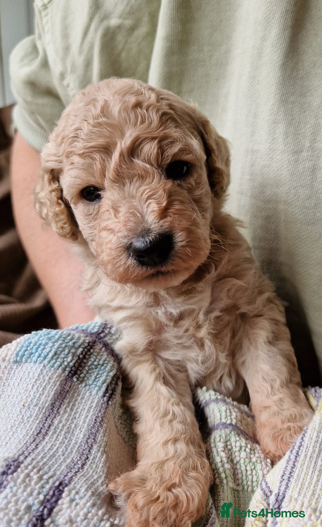 Cockapoo dogs for sale: Beautiful Cockerpoo puppies  - Image 6