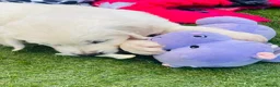 Golden Retriever dogs for sale: ⭐️Ready from 14th July⭐️ - Advert 3