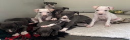 Whippet dogs for sale: Pedigree whippet puppy’s  - Advert 5