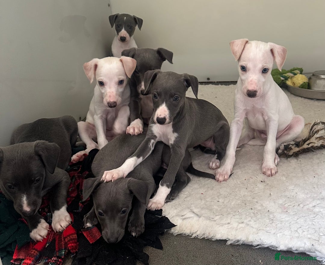 Whippet dogs for sale: Pedigree whippet puppy’s  - Advert 5