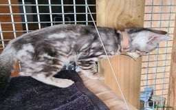 Bengal cats for sale: Female and male Bengal kittens - Advert 19