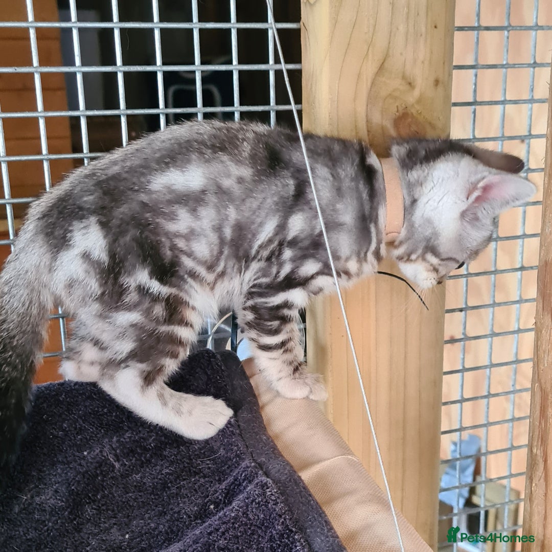 Bengal cats for sale: Female and male Bengal kittens - Advert 19