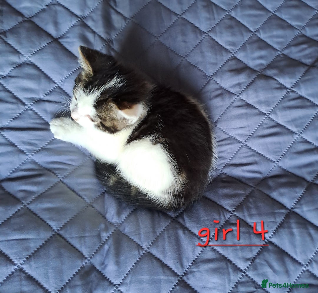 Domestic Shorthair cats for sale: 3 gorgeous kittens for sale - Advert 25