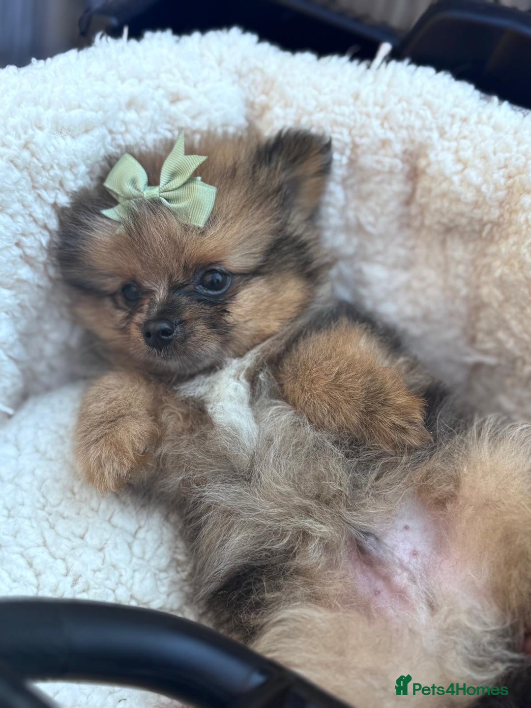 Pomeranian dogs for sale: Tea cup Pomeranians  - Image 10