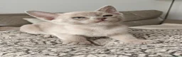 Burmese cats for sale: Reservations for a lilac burmese kittens - Advert 1