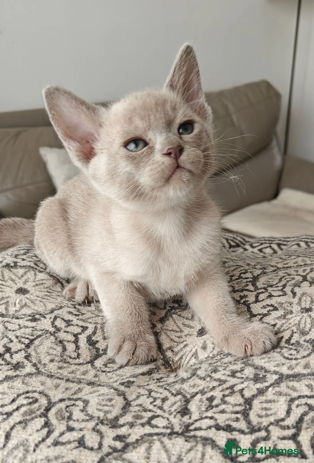 Burmese cats for sale: Reservations for a lilac burmese kittens - Advert 1