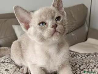 Burmese cats Reservations for a lilac burmese kittens - Advert 2