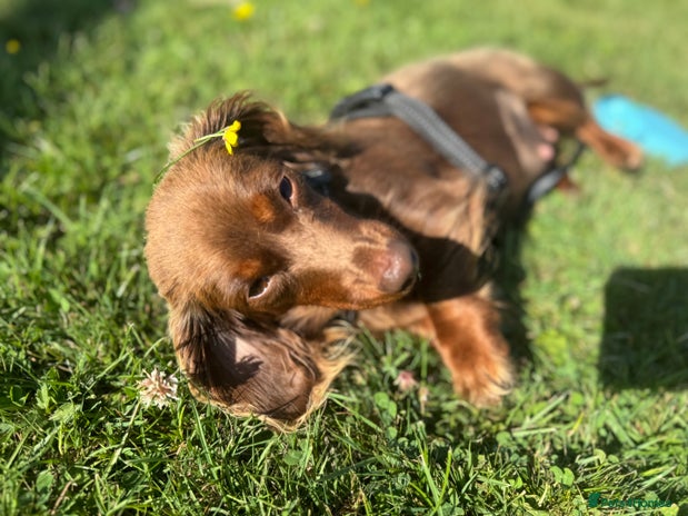 Miniature Dachshund dogs - Advert 13