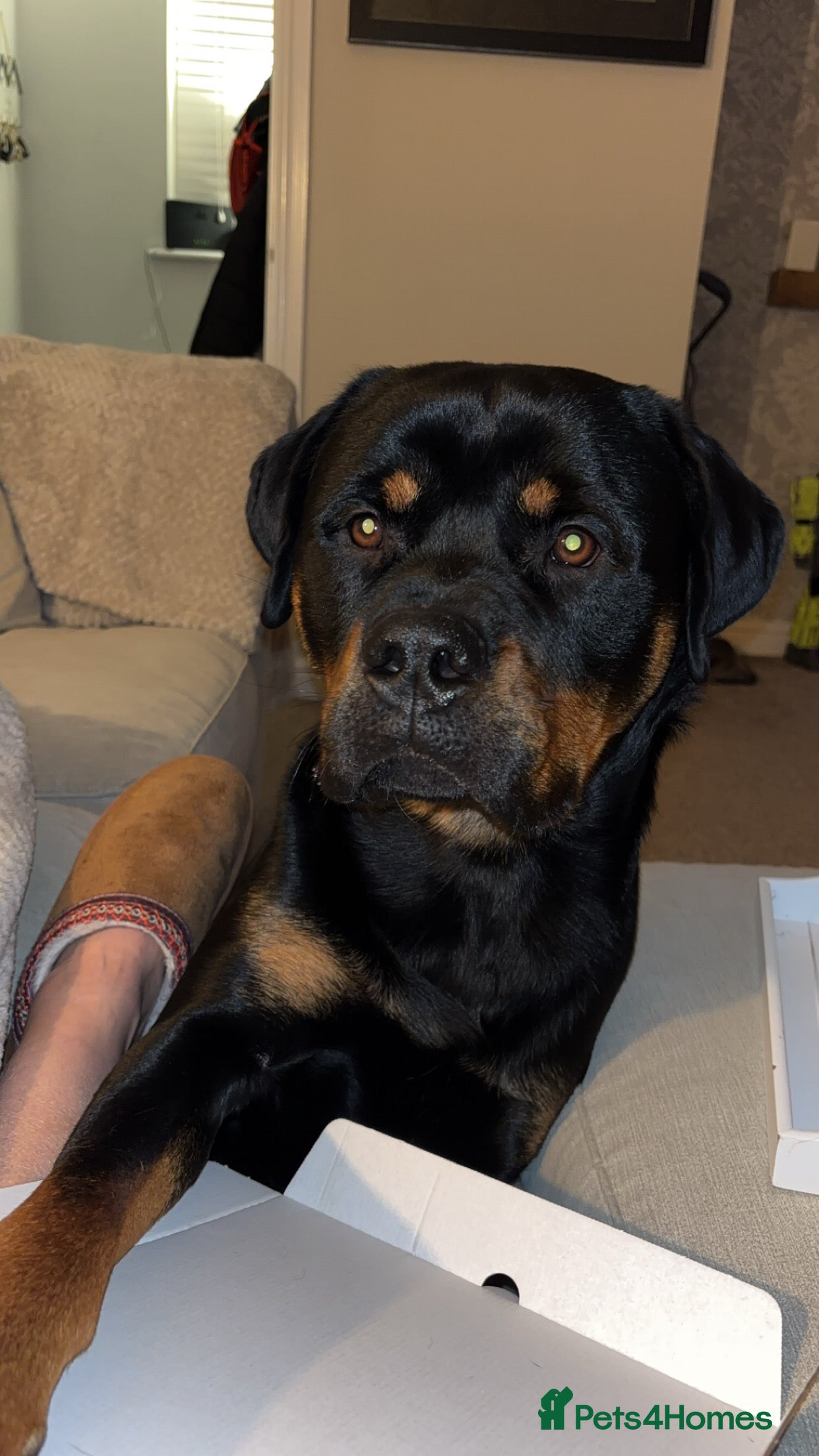 Rottweiler dogs Sad sale due to allergies - Advert 1