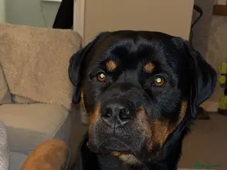 Rottweiler dogs Sad sale due to allergies - Advert 2