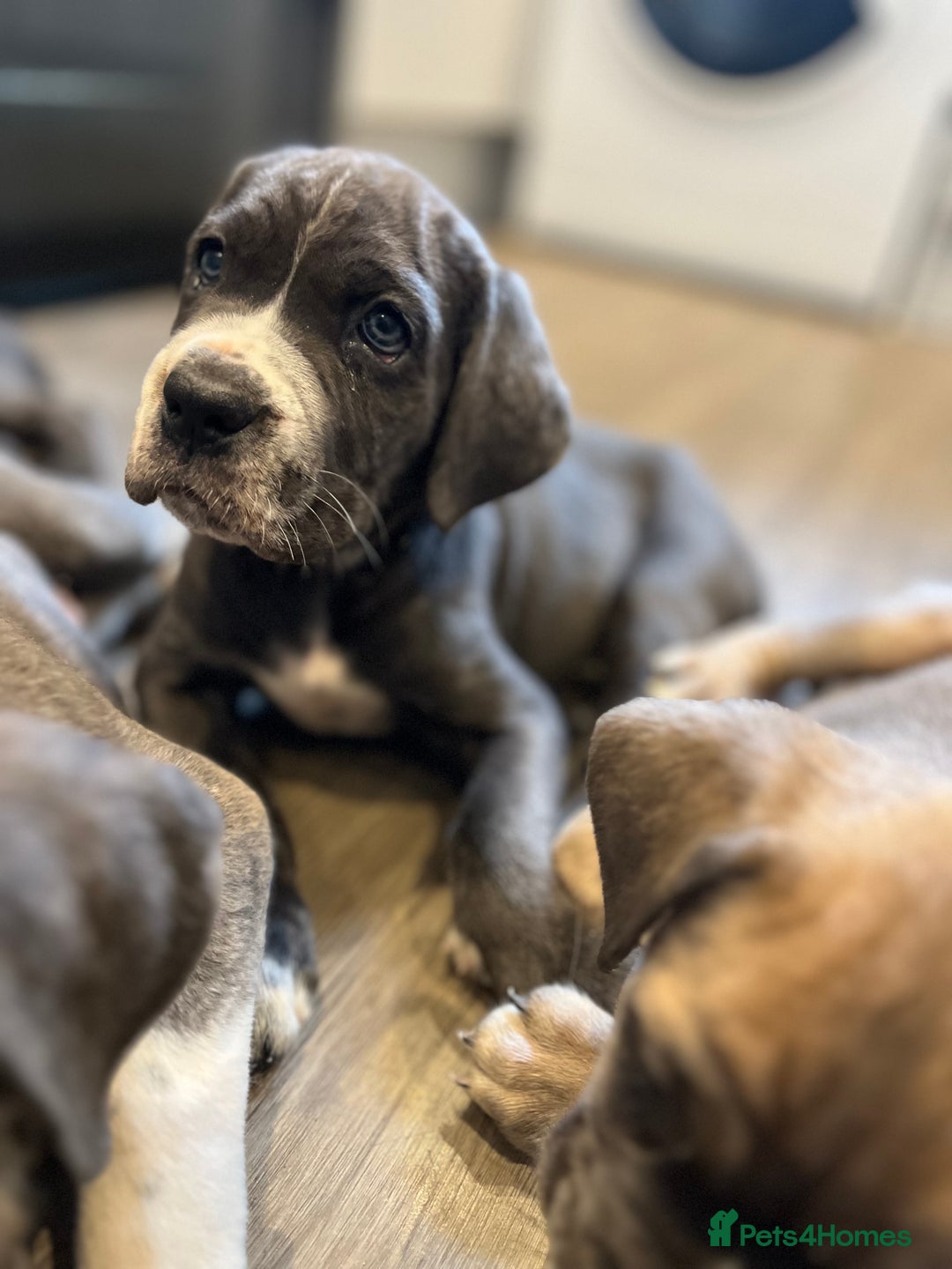 Cane Corso dogs for sale: Purebred Cane Corso puppies  - Image 34