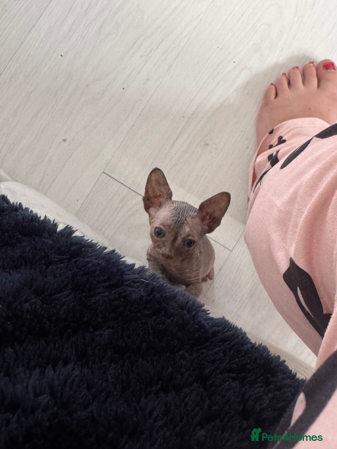 Sphynx cats for sale: 3 beautiful sphynx kittens  - Image 5