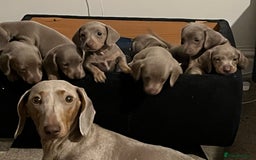 Dachshund dogs for sale: Beautiful Isabella pups exceptional quality  - Image 4
