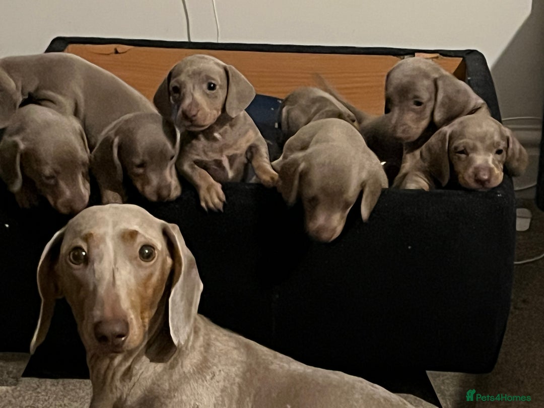 Dachshund dogs for sale: Beautiful Isabella pups exceptional quality  - Image 4
