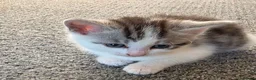 Mixed Breed cats for sale: Maine coon kittens available - Advert 6