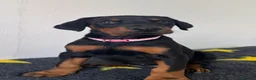 Dobermann dogs for sale: Reduced - Health Tested & Titled Quality Dobermans - Advert 10