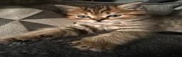 British Shorthair cats for sale: 3 x British Shorthair Kittens - Gold/White/Grey - Advert 12