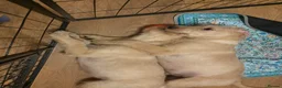Labradoodle dogs for sale: Ready to go Labradoodle pups!  - Advert 3