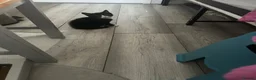 Mixed Breed cats for sale: 2 girls and 2 boys ready on 28 th October  - Advert 4