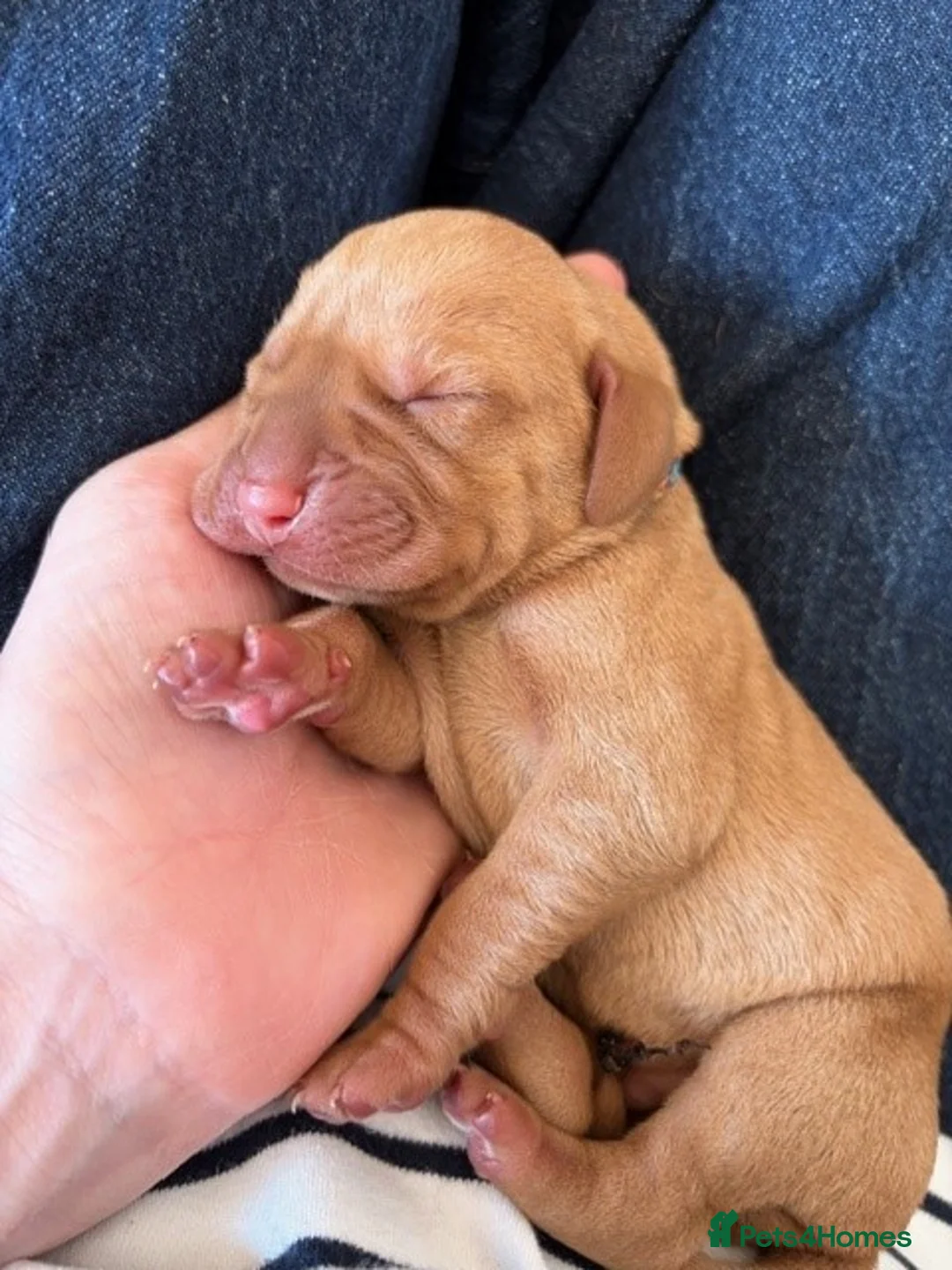 Hungarian Vizsla dogs for sale: Bonnie Hungarian Vizsla in Northampton - Advert 7