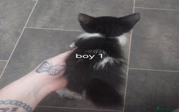 Mixed Breed cats for sale: Two black and white boys  - Image 2