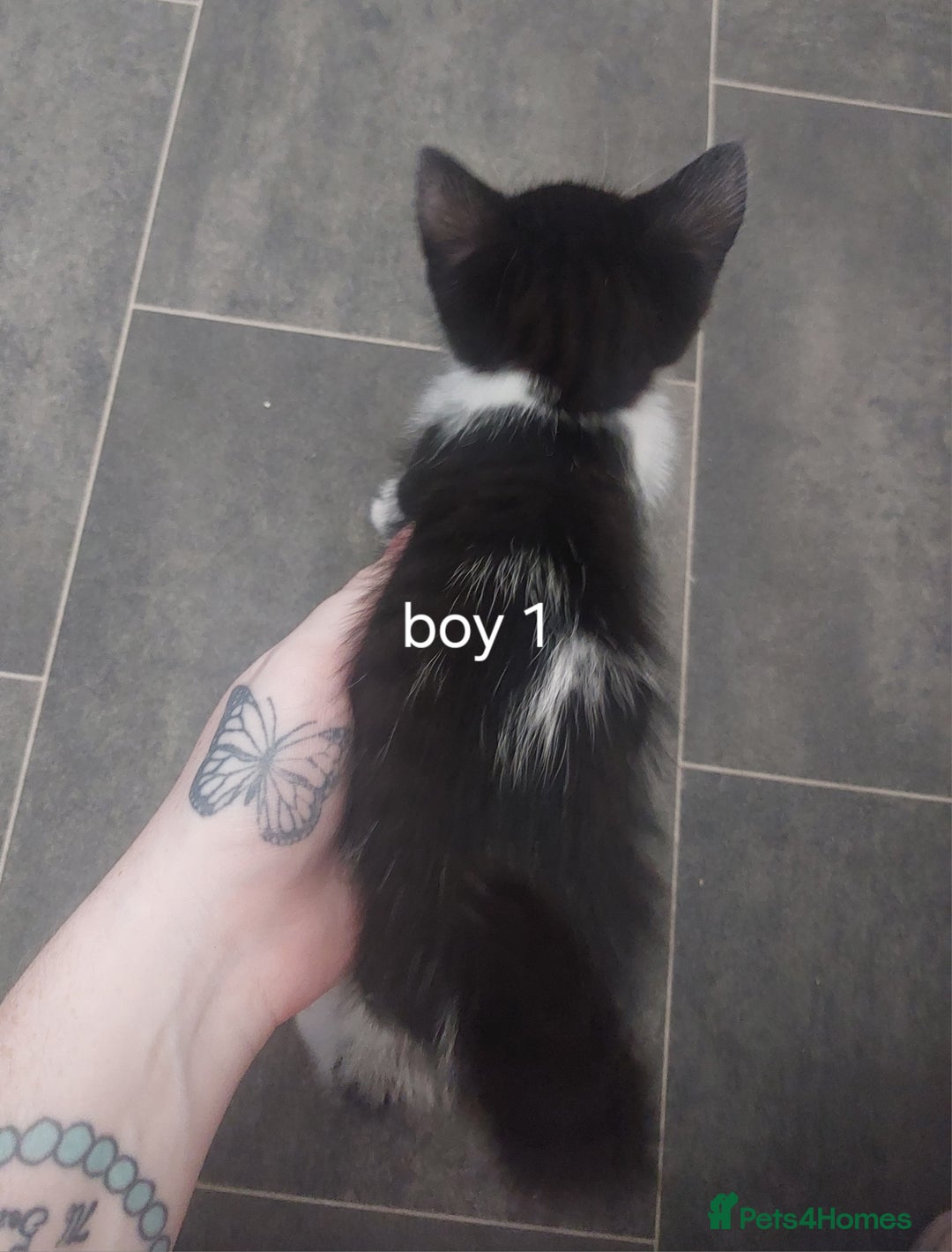 Mixed Breed cats for sale: Two black and white boys  - Image 2