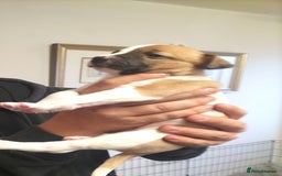 Mixed Breed dogs for sale: Cute litter of puppys - Image 1