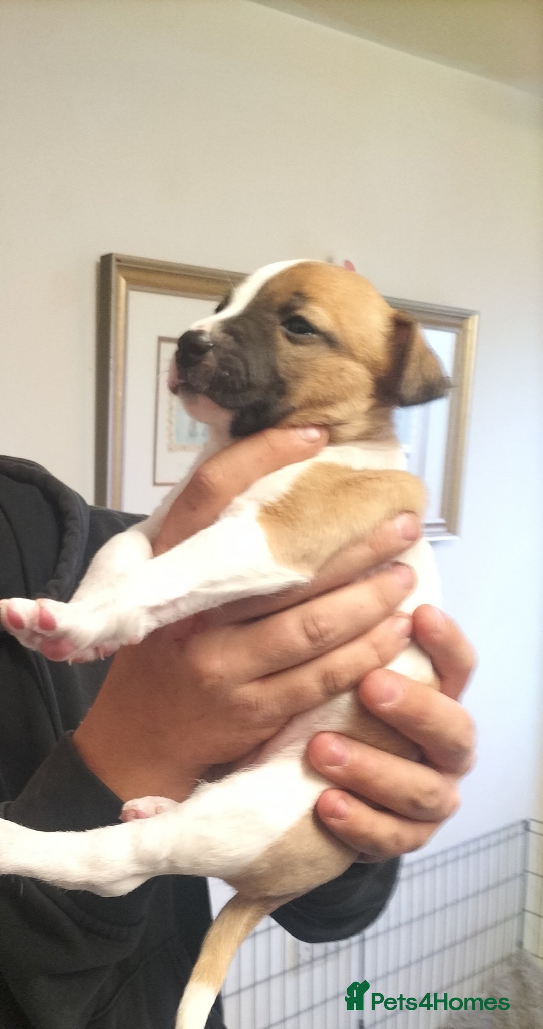 Mixed Breed dogs for sale: Cute litter of puppys - Image 1