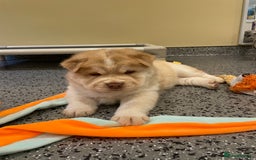 Mixed Breed dogs for sale: Genuine Chowski puppies  - Image 19
