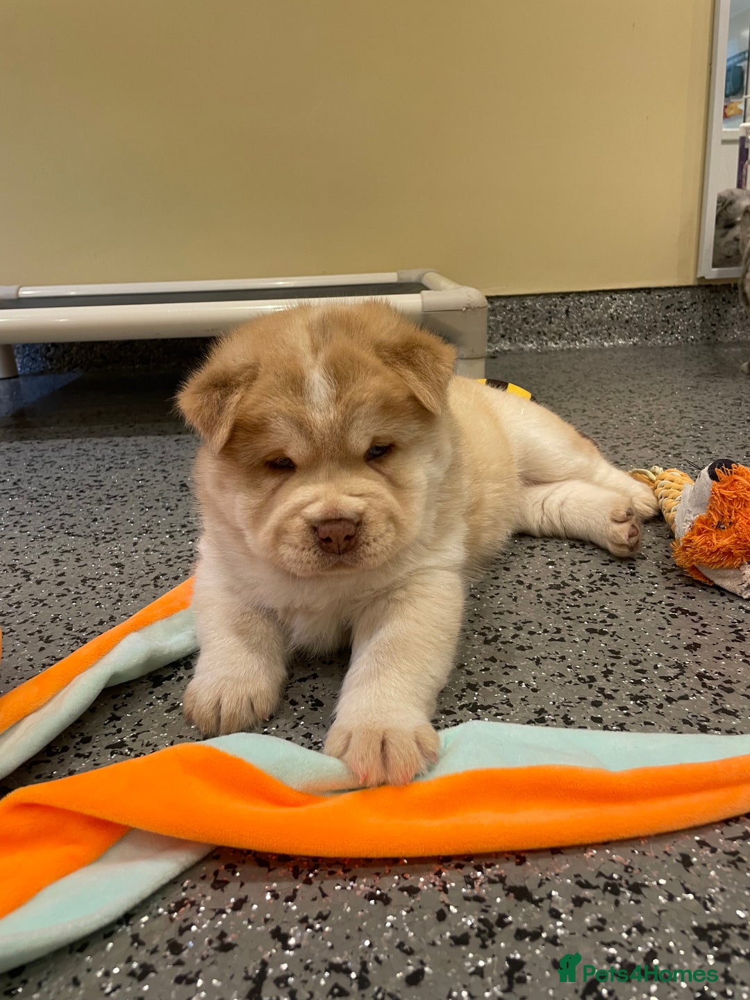 Mixed Breed dogs for sale: Genuine Chowski puppies  - Image 19