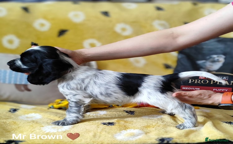 Cocker Spaniel dogs - Advert 10