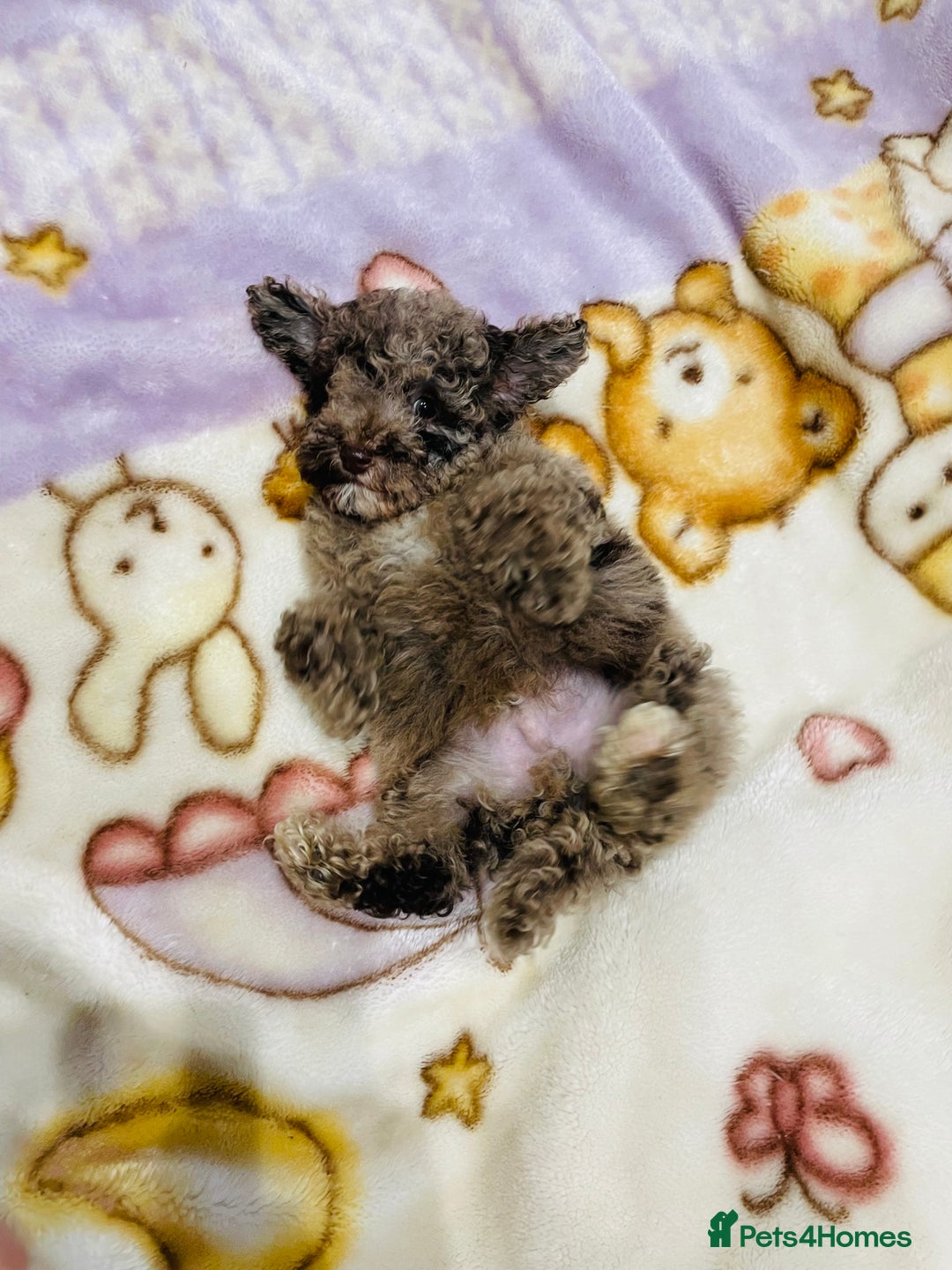 Cavapoo dogs for sale: F1b teddy bear Cavapoo puppies - Advert 8