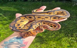 Python Snake reptiles for sale: Ball pythons - Image 1
