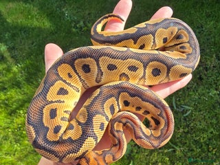 Python Snake reptiles - Advert 20