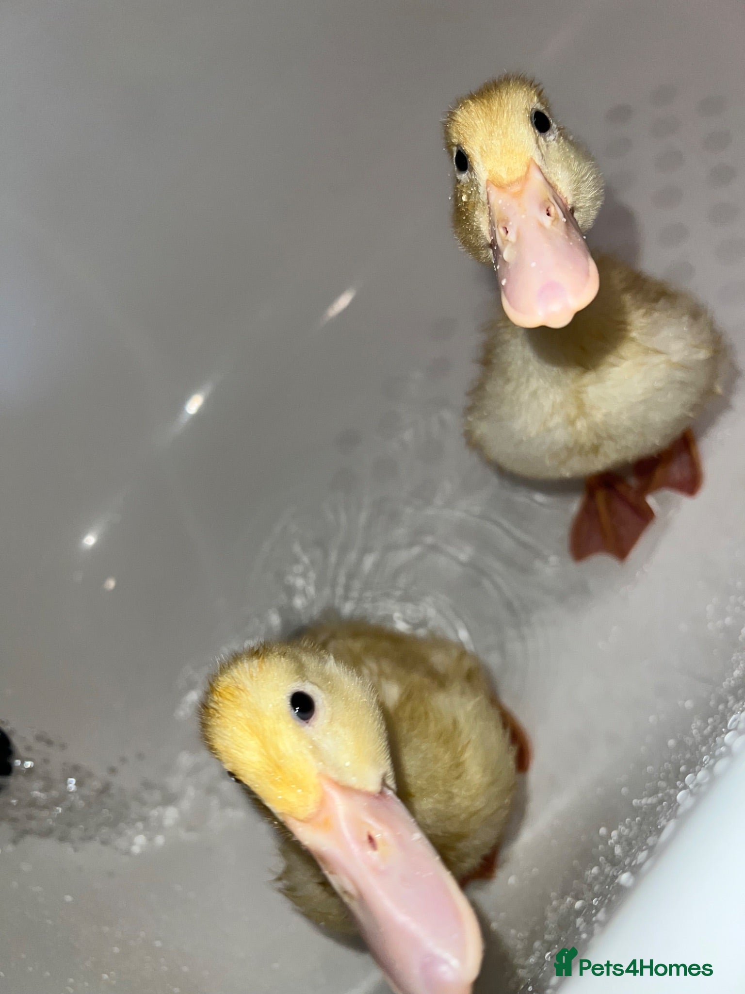 Ducks poultry 2 cherry valley ducklings  - Advert 8