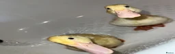 Ducks poultry for sale: 2 cherry valley ducklings  in Manchester - Advert 1