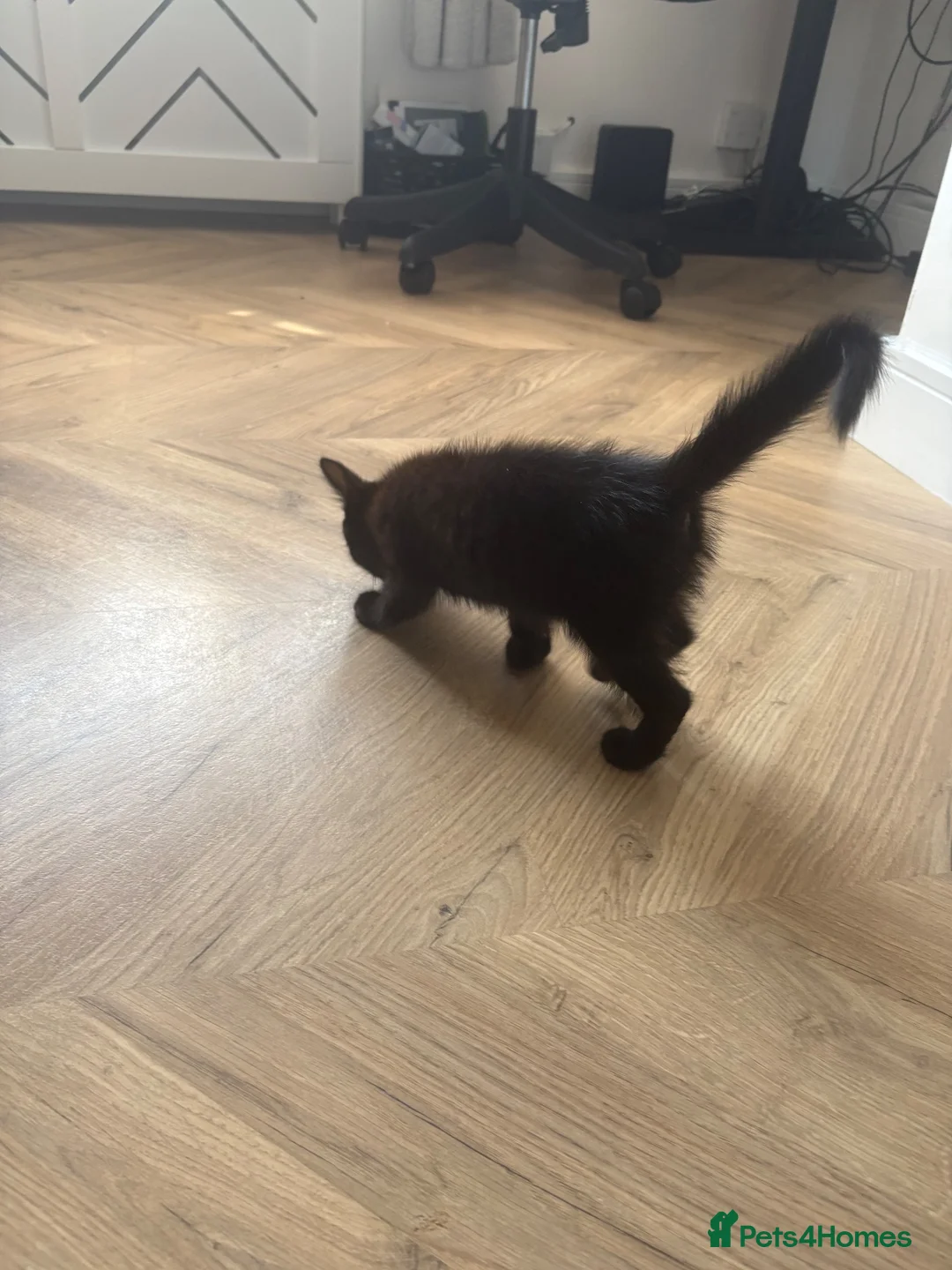 Mixed Breed cats for sale: Female kitten needing her forever home - Advert 4