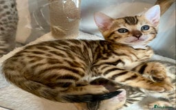 Bengal cats for sale: ⭐️ 1 LEFT!! - STUNNING TICA REG BENGAL CUBS ⭐️ - Image 3