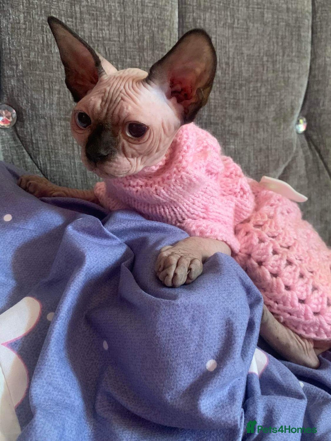 Sphynx cats for sale: Canadian sphynx  - Advert 4