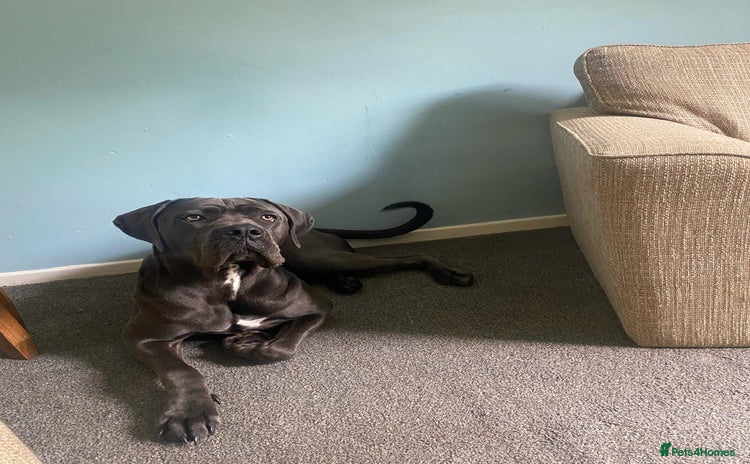 Cane Corso dogs - Advert 3