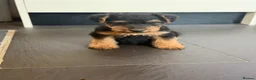 Welsh Terrier dogs for sale: Beautiful KC Registered Welsh Terrier Puppies  - Advert 3