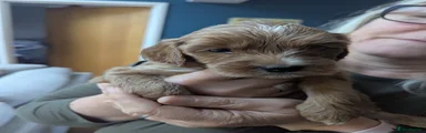 Cockapoo Puppy 2