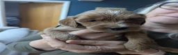 Cockapoo dogs for sale: COCKERPOO PUPPIES  - Advert 9