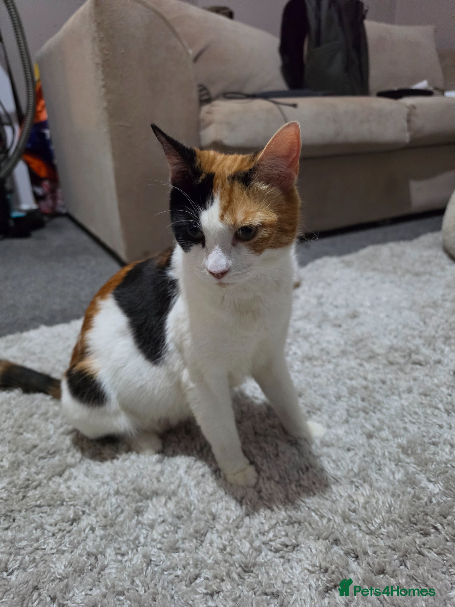 Mixed Breed cats for sale: Little bundles of fluff! - Advert 1