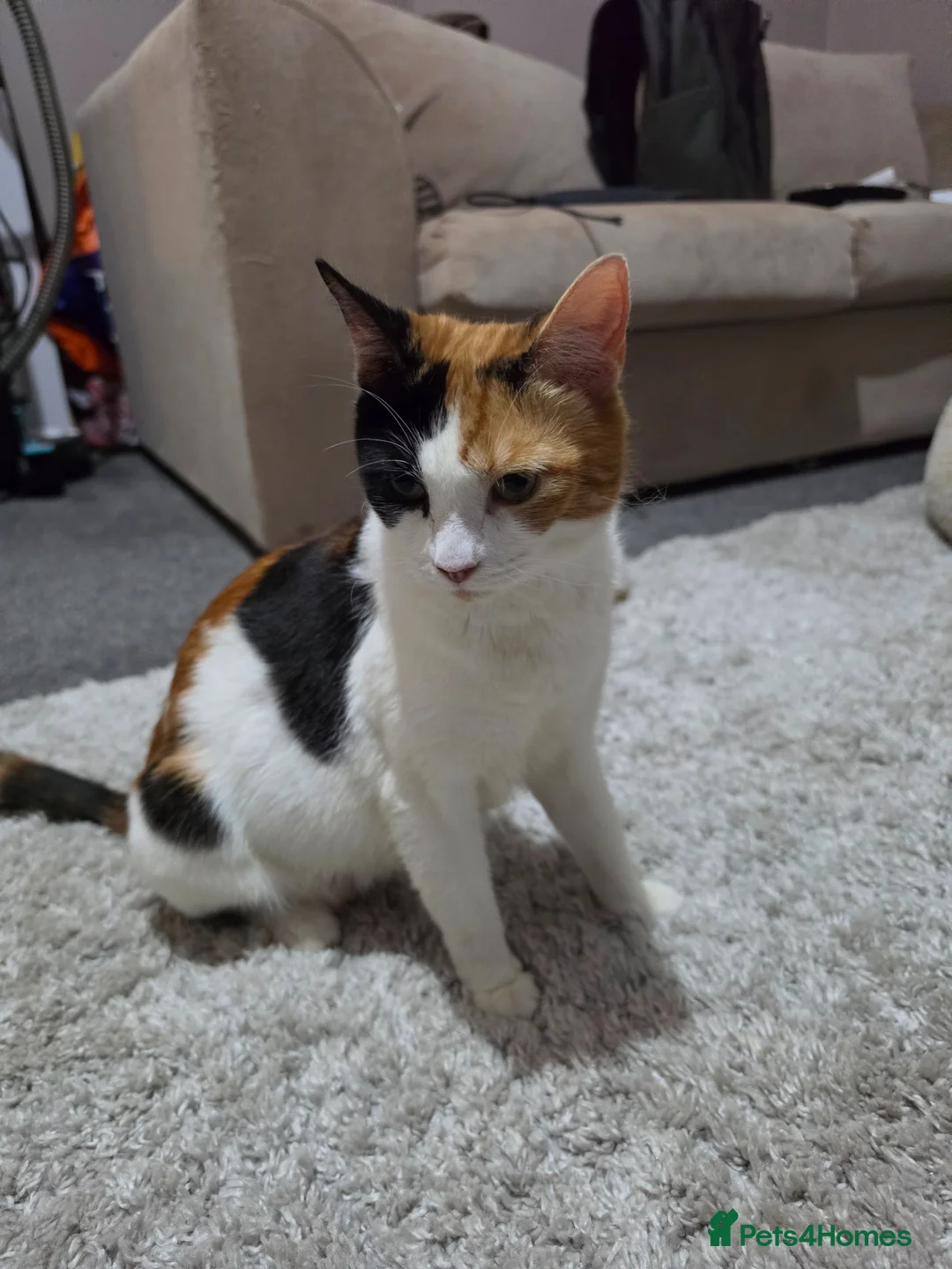 Mixed Breed cats for sale: Little bundles of fluff! - Advert 1